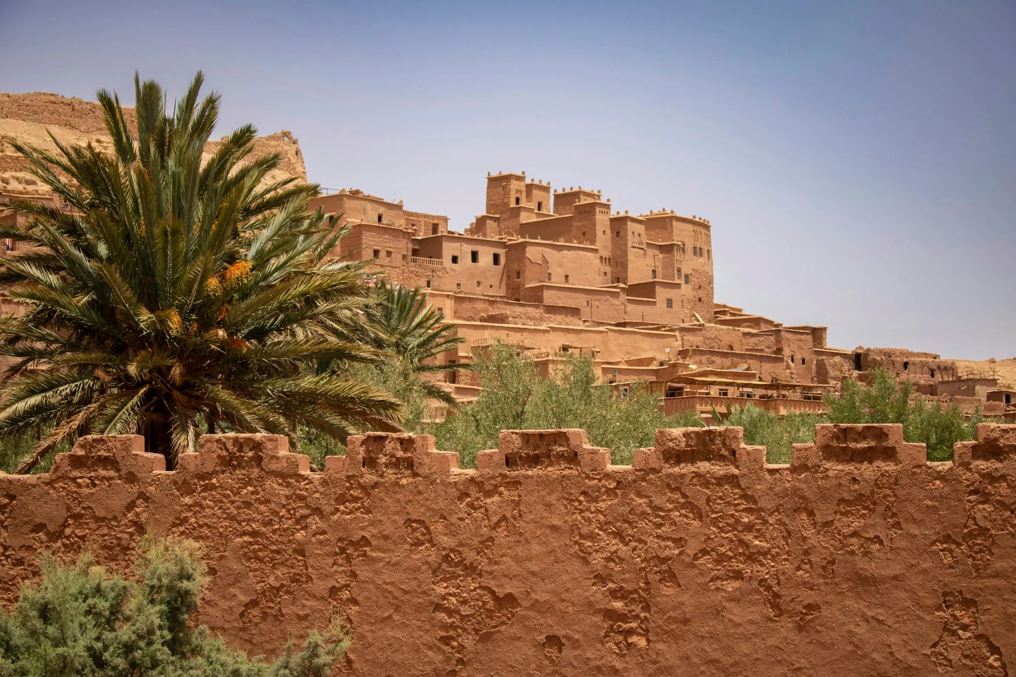 Palmera y muralla de una kasbah de adobe bajo el cielo azul